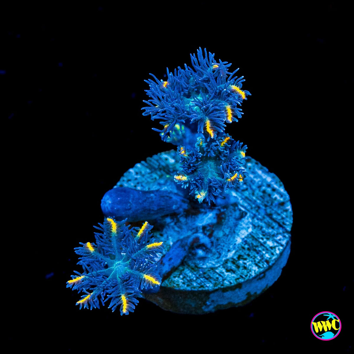 WWC Lemon Tipped Clove Polyps