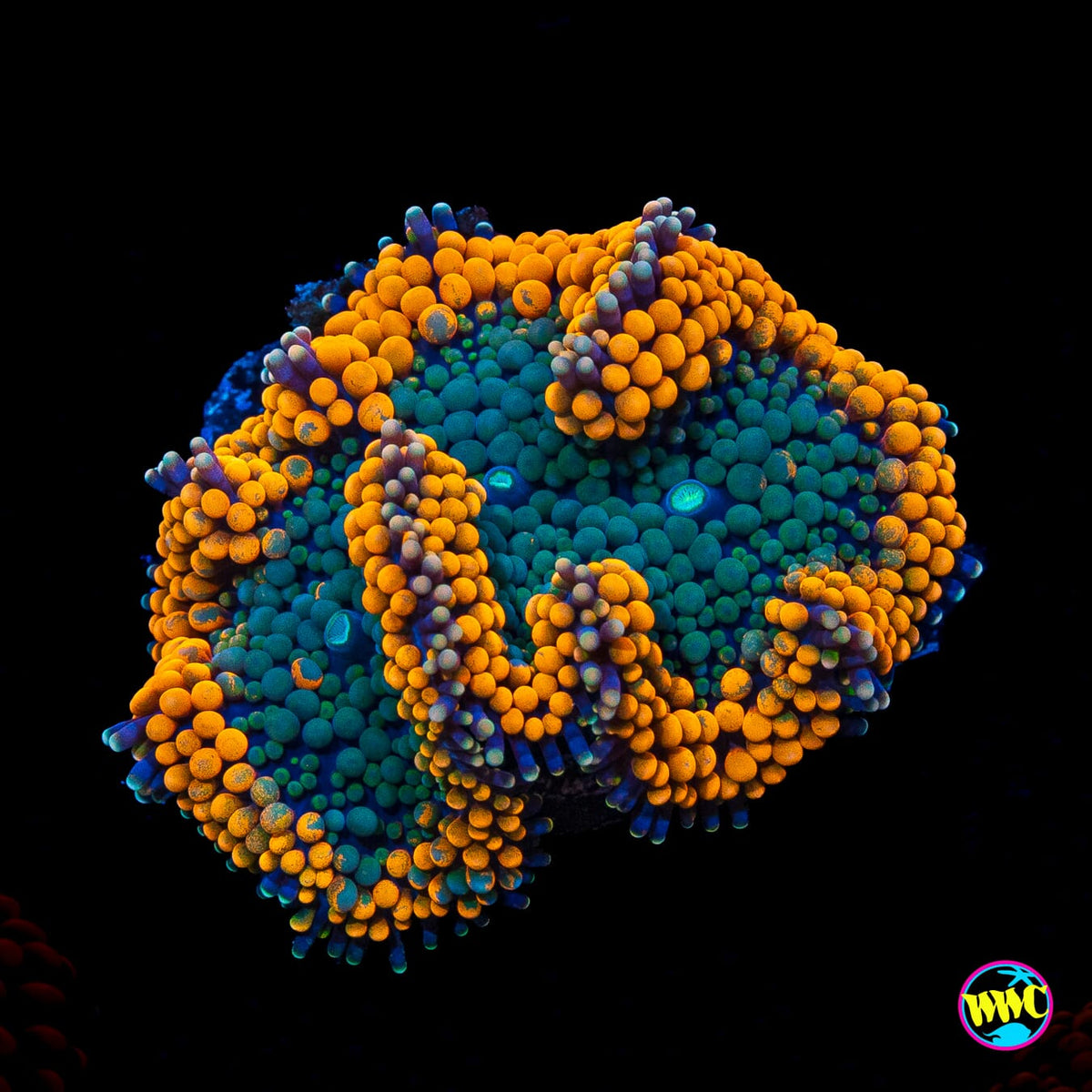 Serendipity Ricordea Mushroom