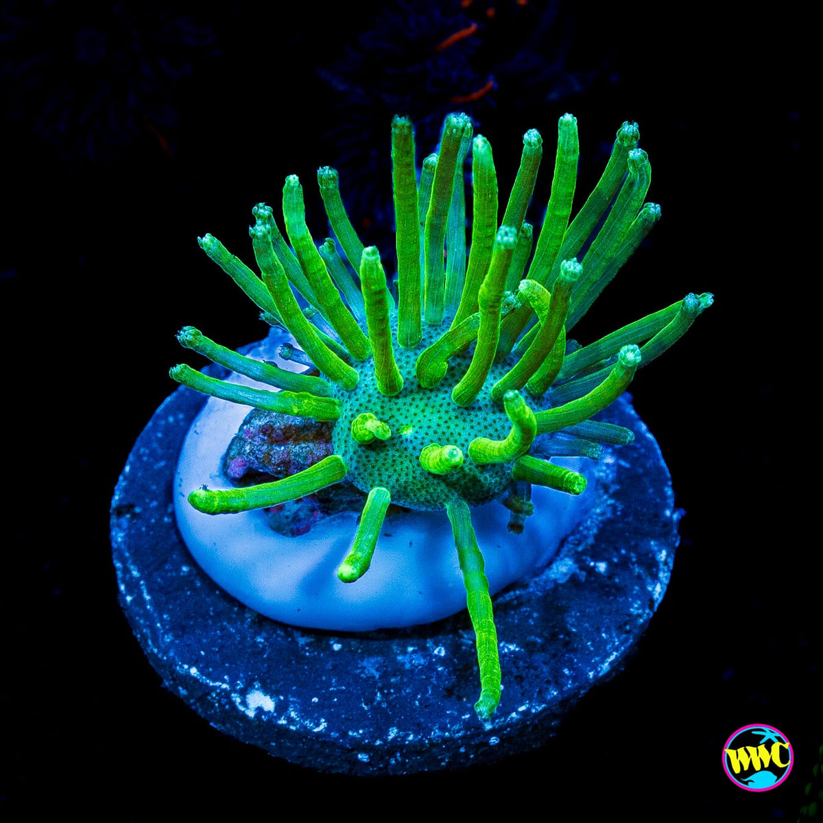 WWC Long Polyp Toadstool Leather