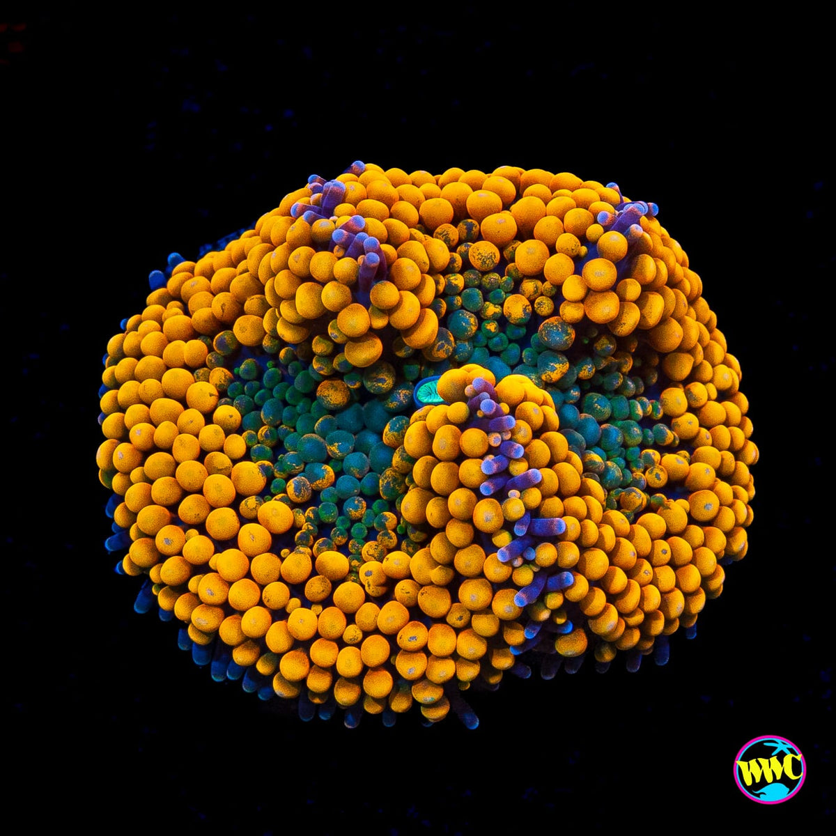 Blueberries and Oranges Ricordea Mushroom