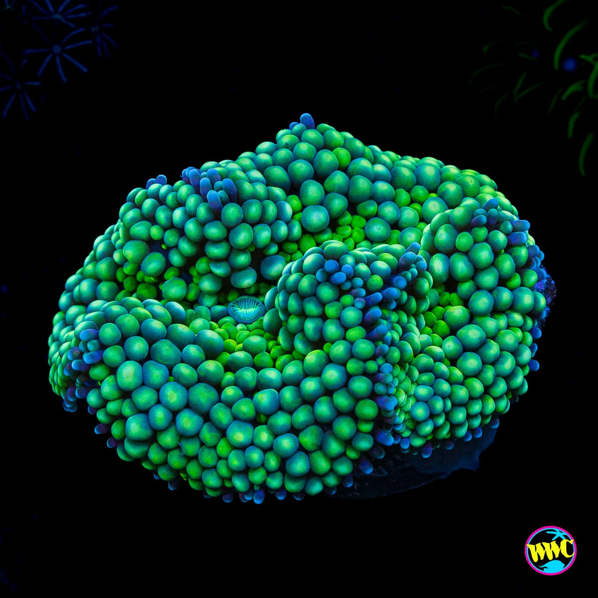 Sour Willy Ricordea Mushroom