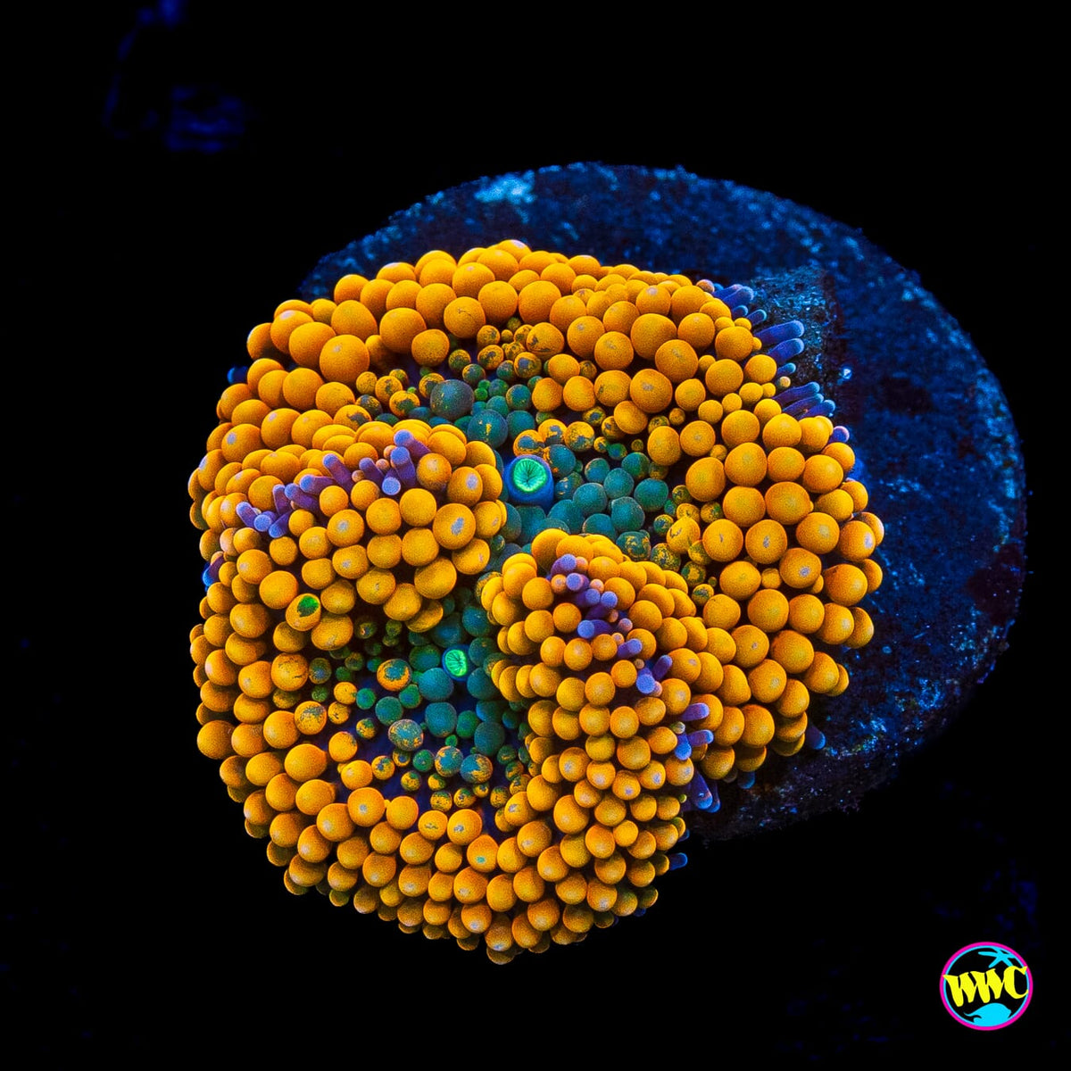 Blueberries and Oranges Ricordea Mushroom