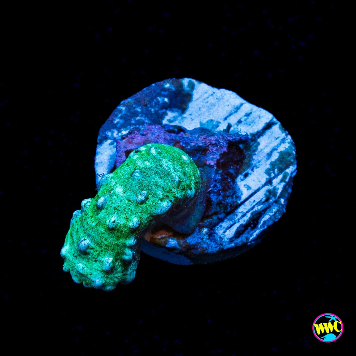 WWC Green Snake Polyp