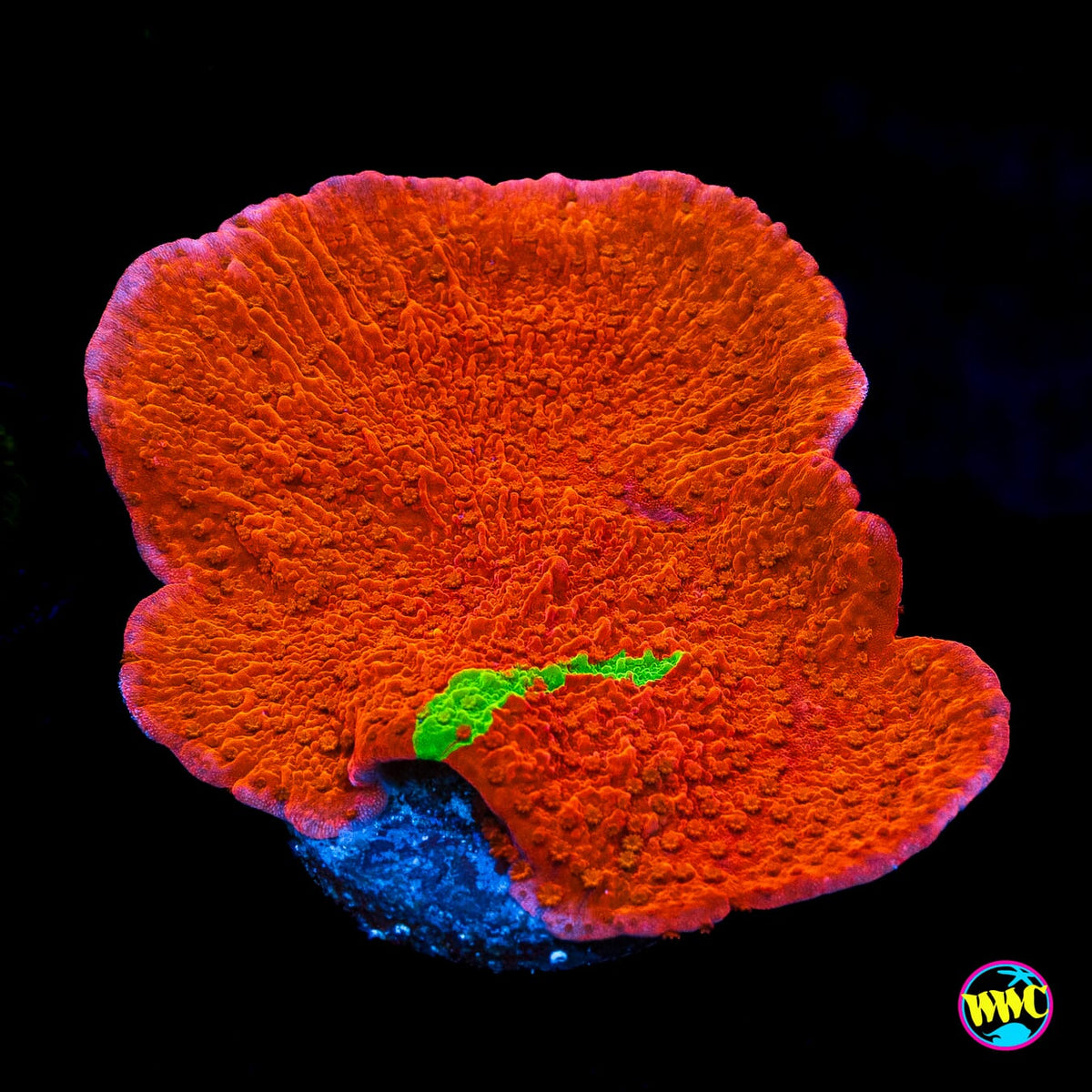 WWC Jaw Breaker Grafted Montipora