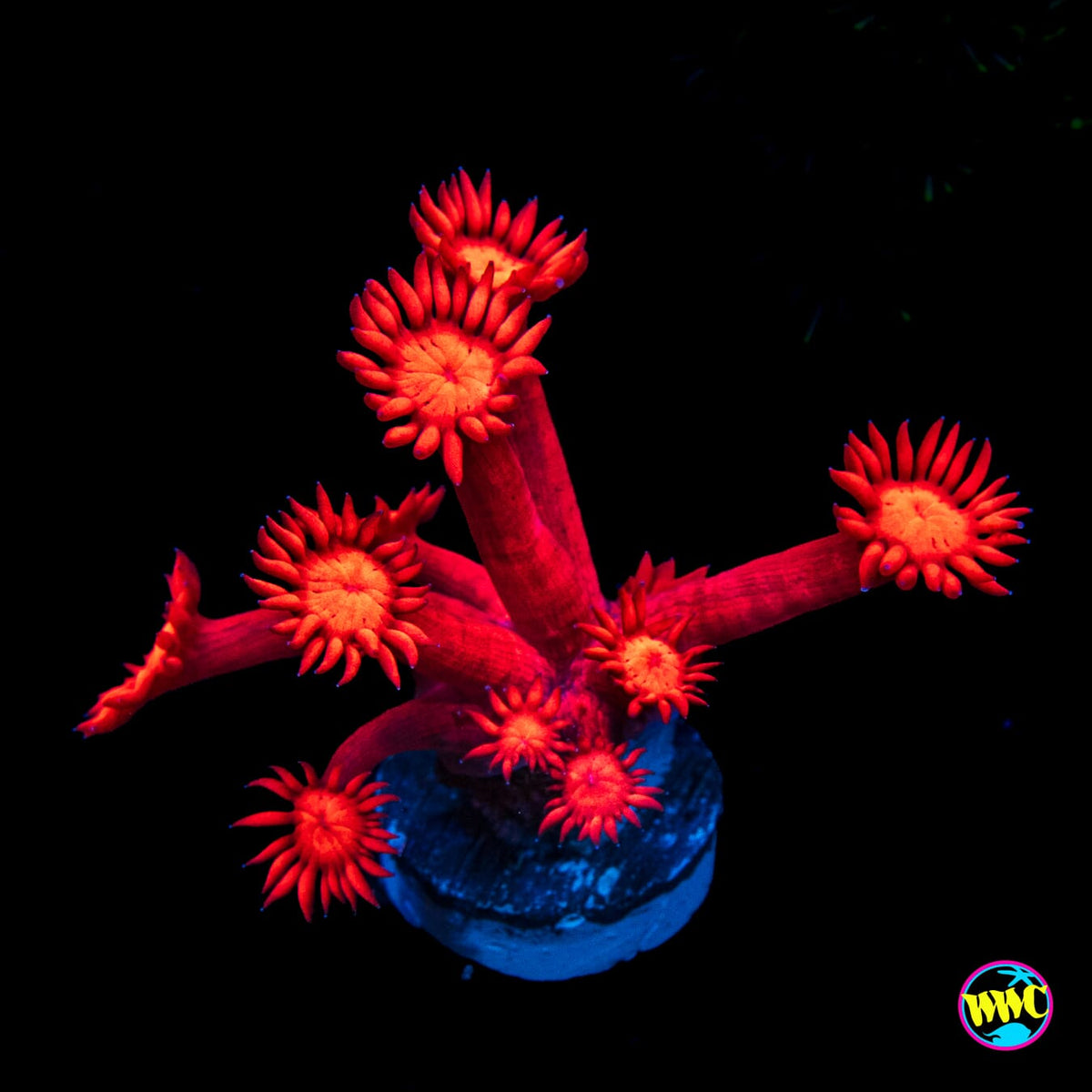 Inferno Goniopora