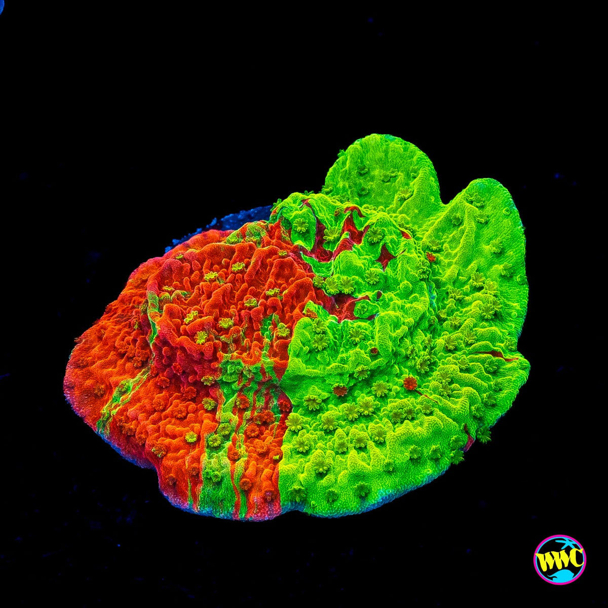 WWC Triple Threat Grafted Montipora