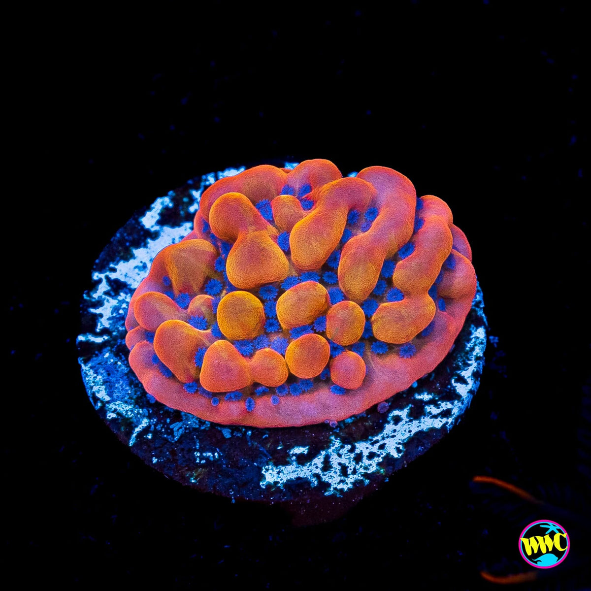 WWC Quicksand Montipora