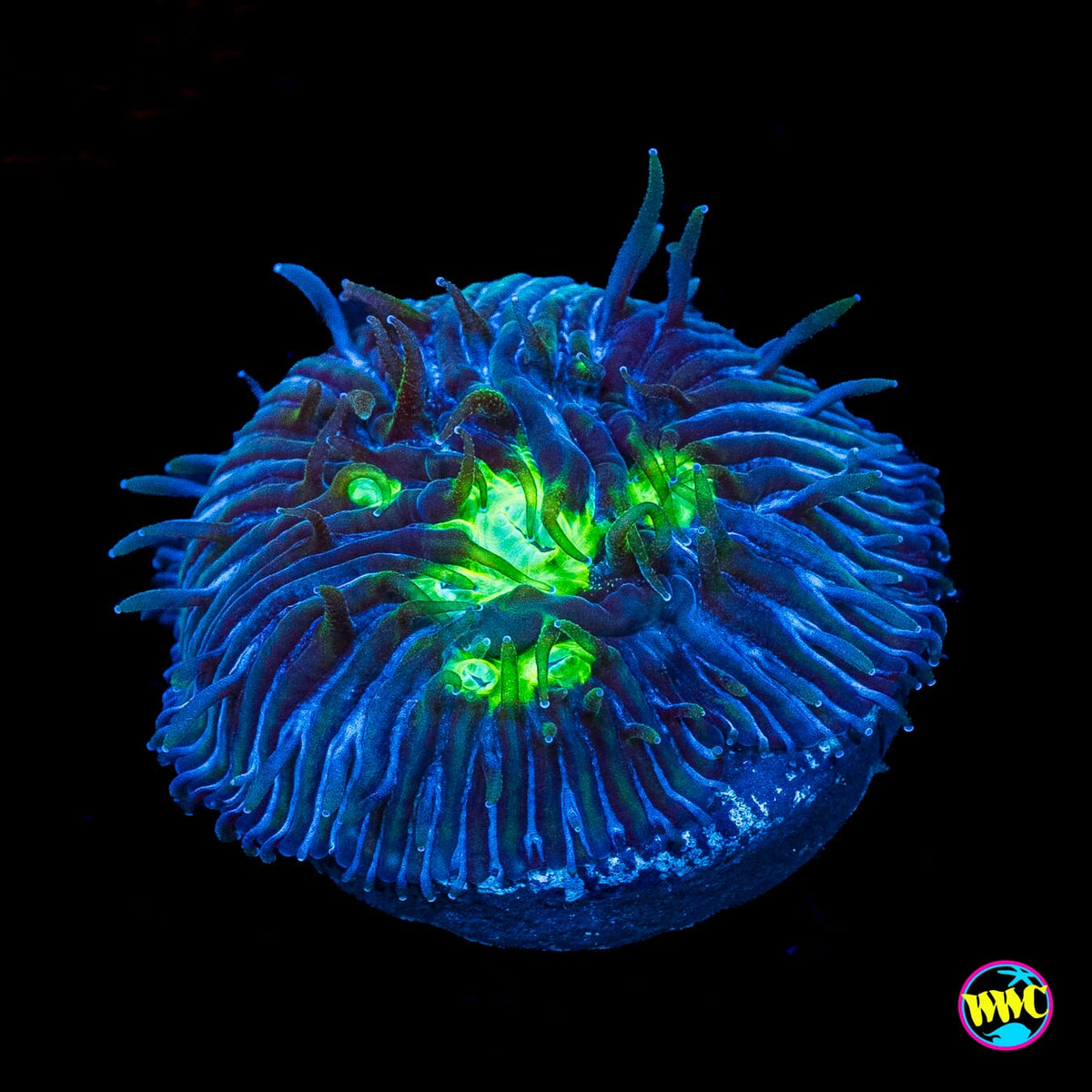 WWC Midnight Lovin Diaseris