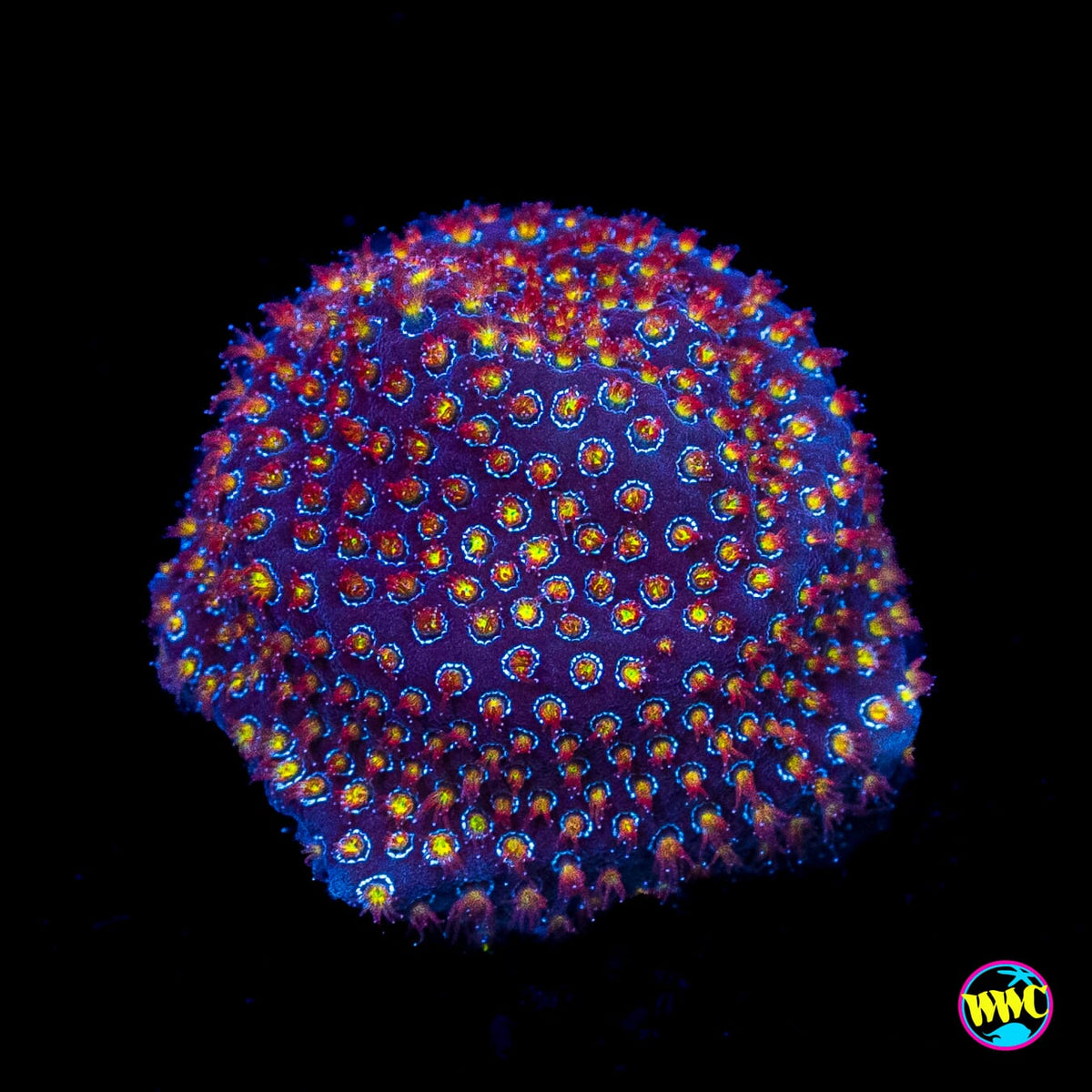 WWC Firestone Stylocoeniella