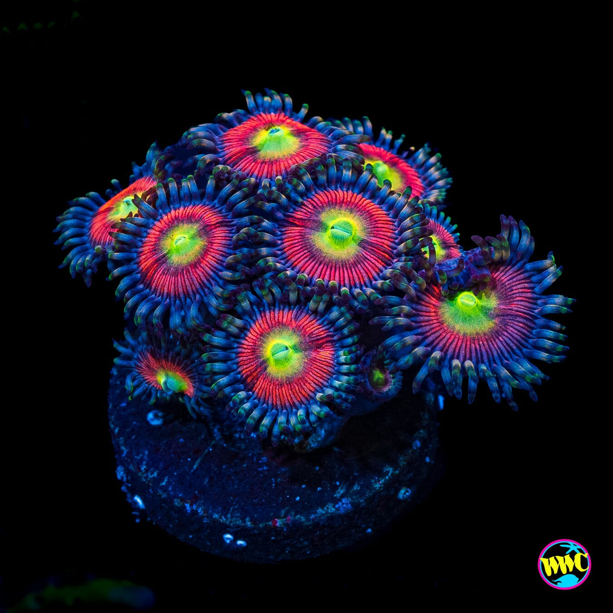 Peacock Pink Zoanthids