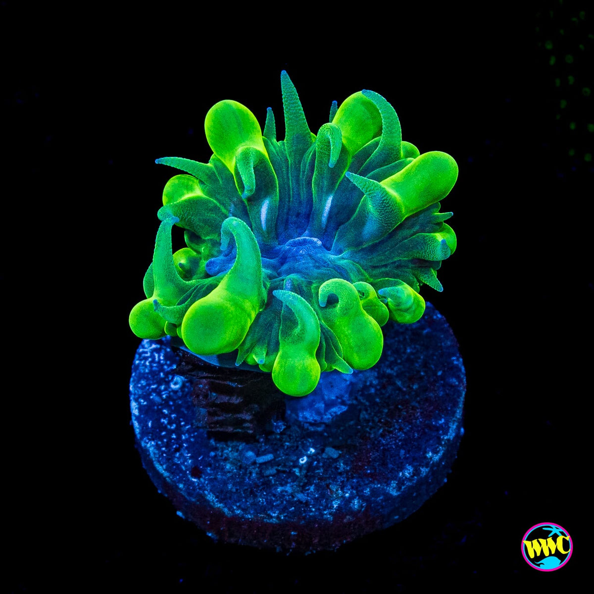 WWC Pearl Bubble Coral