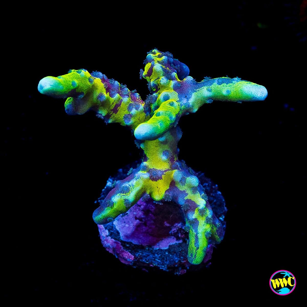 Grafted Goldenrod Anacropora