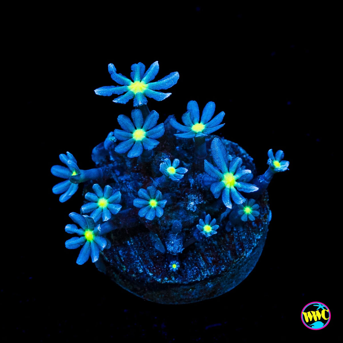 WWC Midnight Daisy Polyps