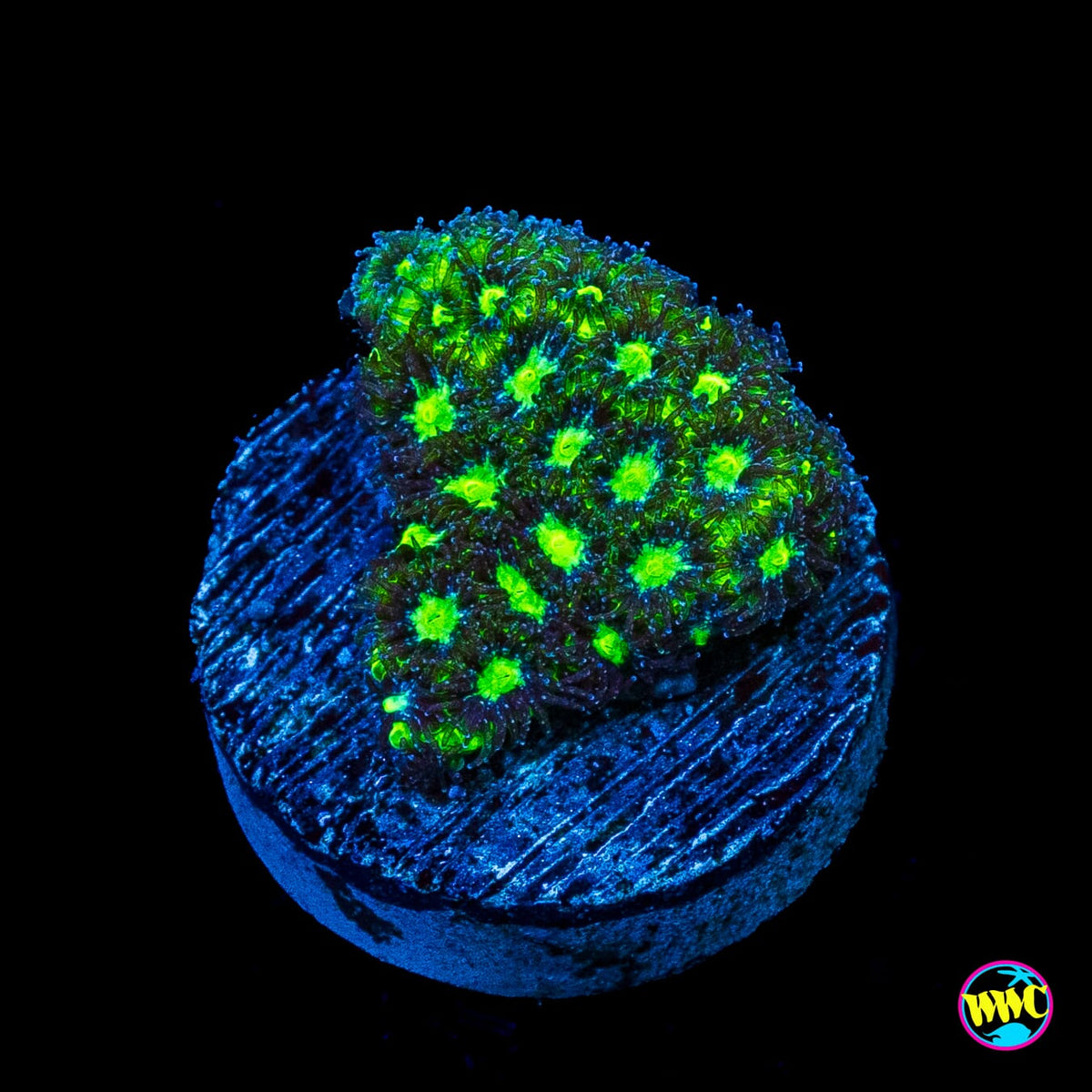 WWC Slimetime Leptastrea