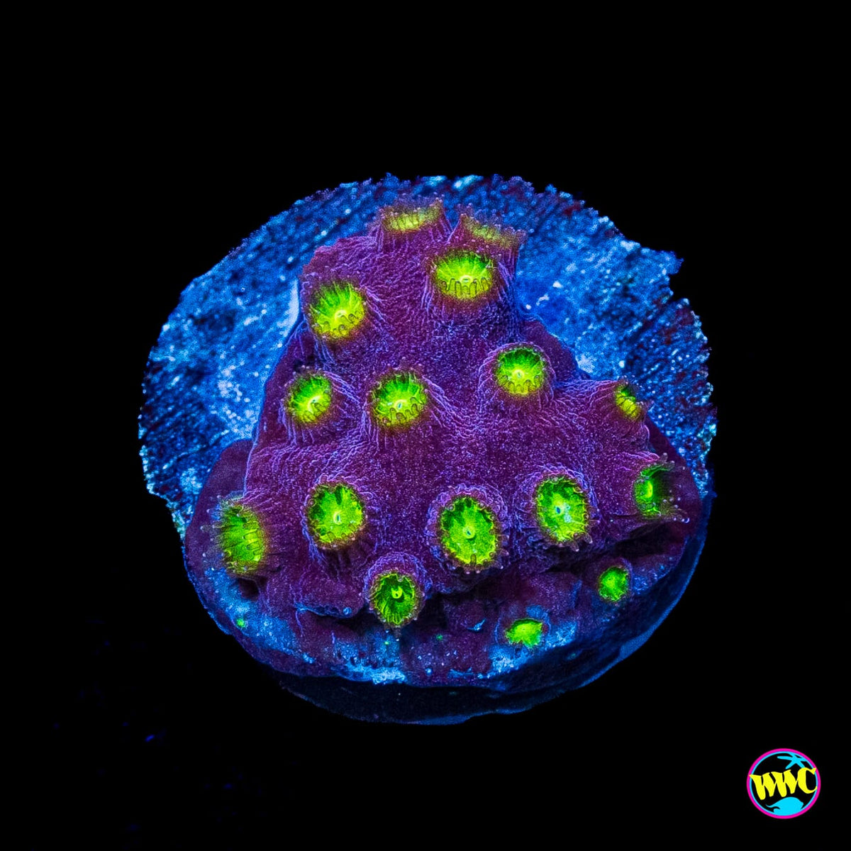 CB Bling Bling Cyphastrea