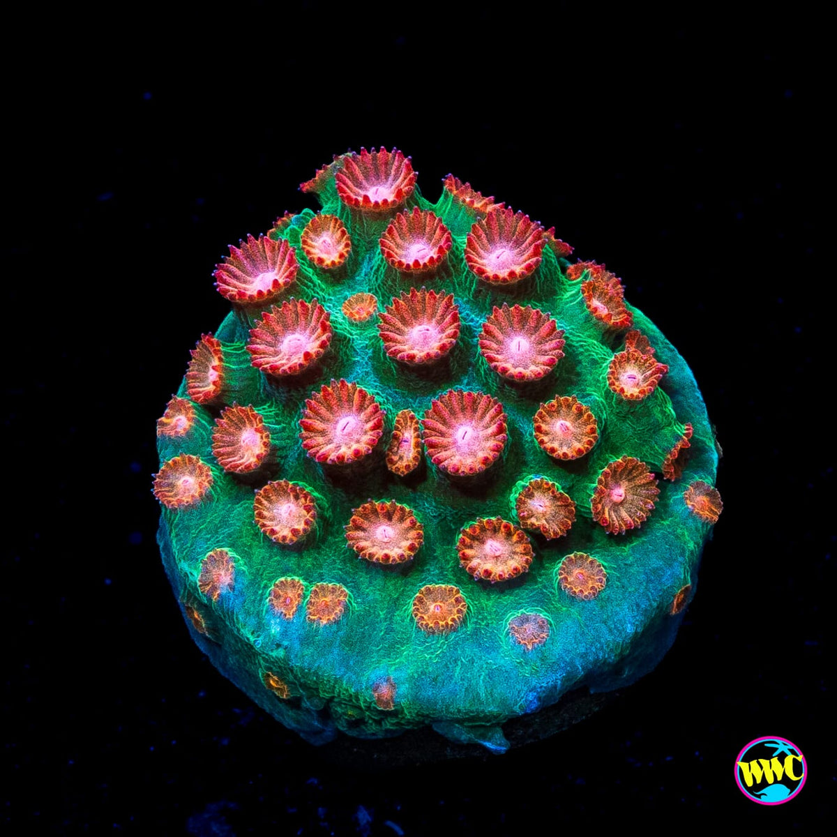 WWC Jingle Bells Cyphastrea