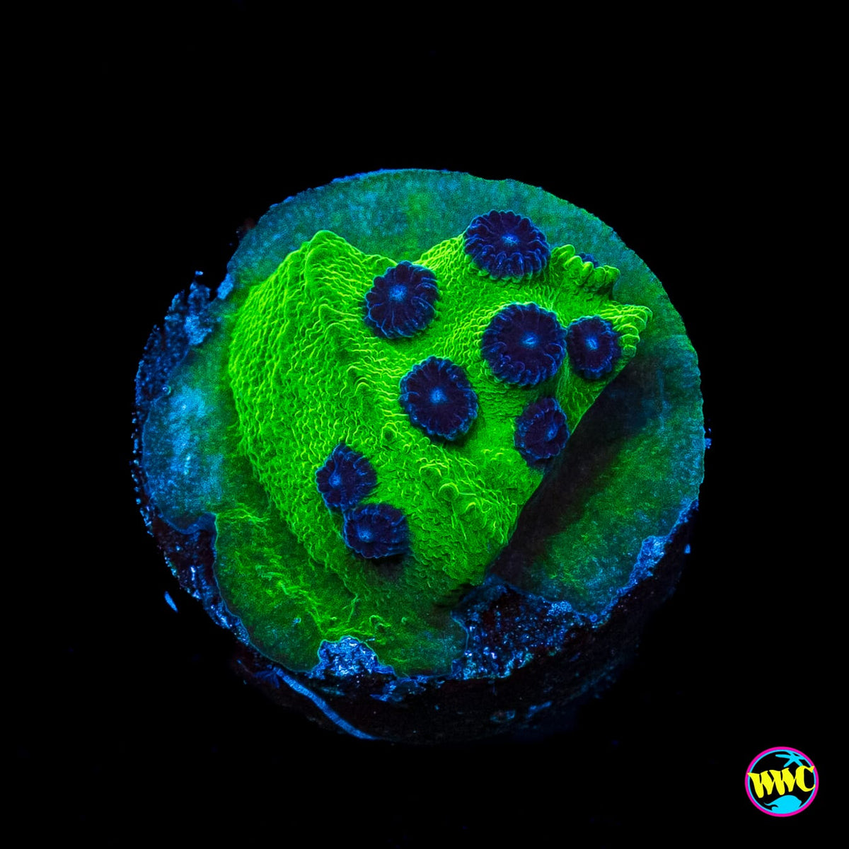WWC Mardi Gras Cyphastrea