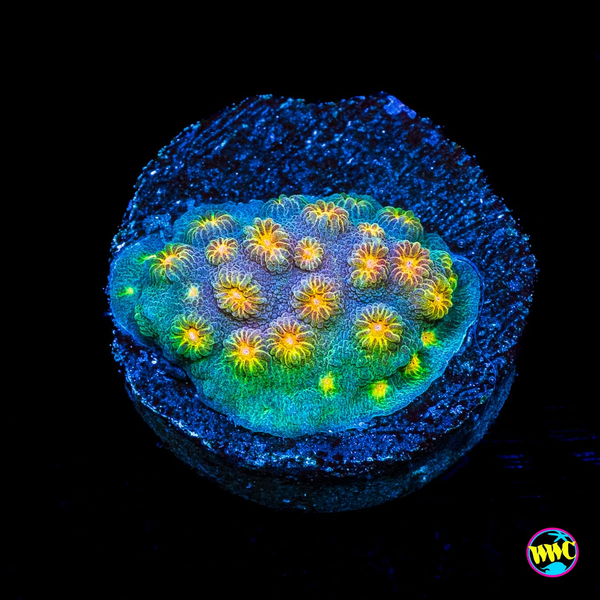 WWC Rainbow Madness Cyphastrea