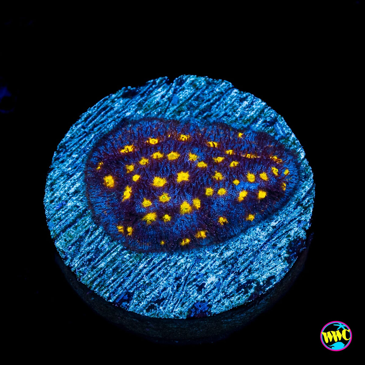 Jason Fox Outerspace Psammocora