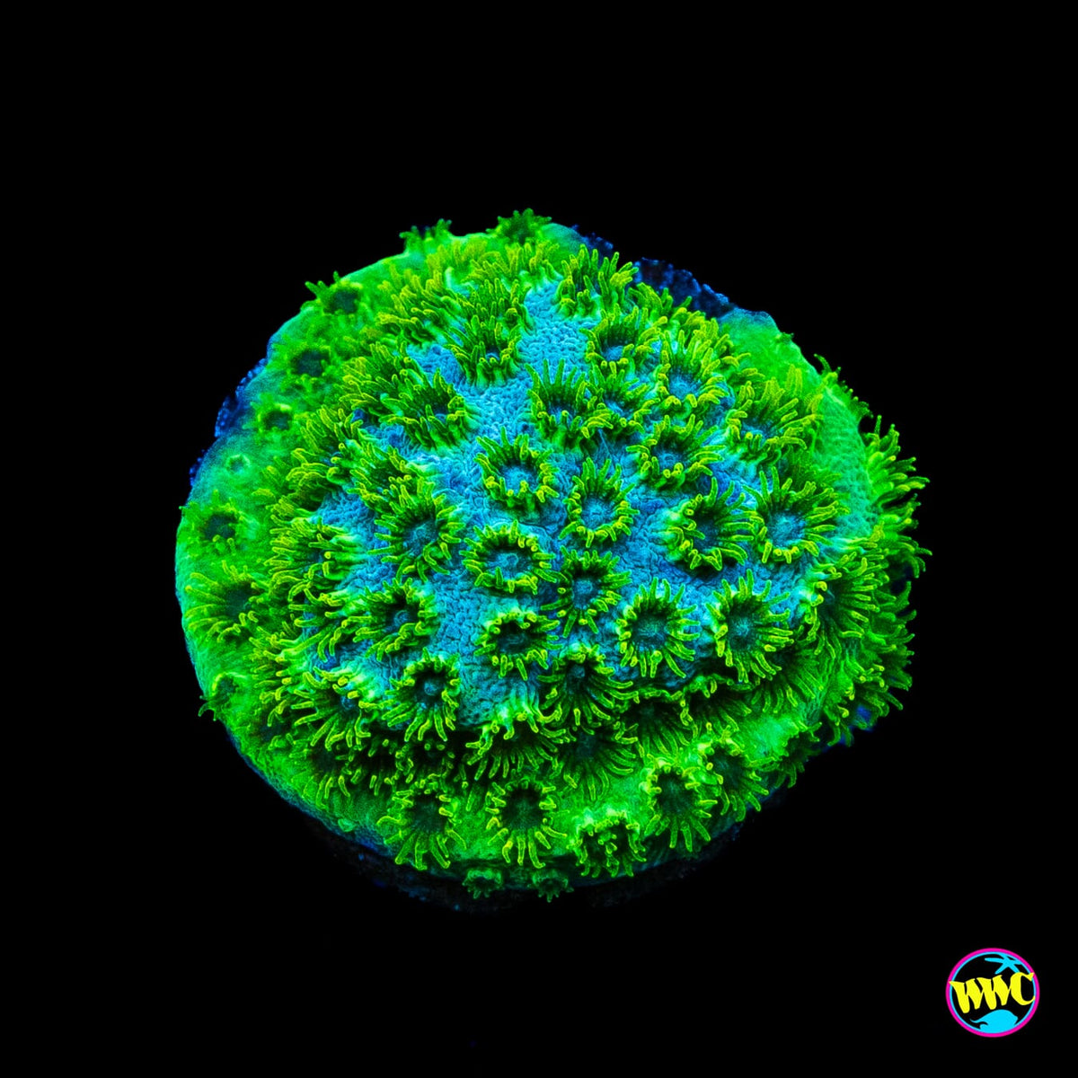 WWC Leafy Greens Cyphastrea