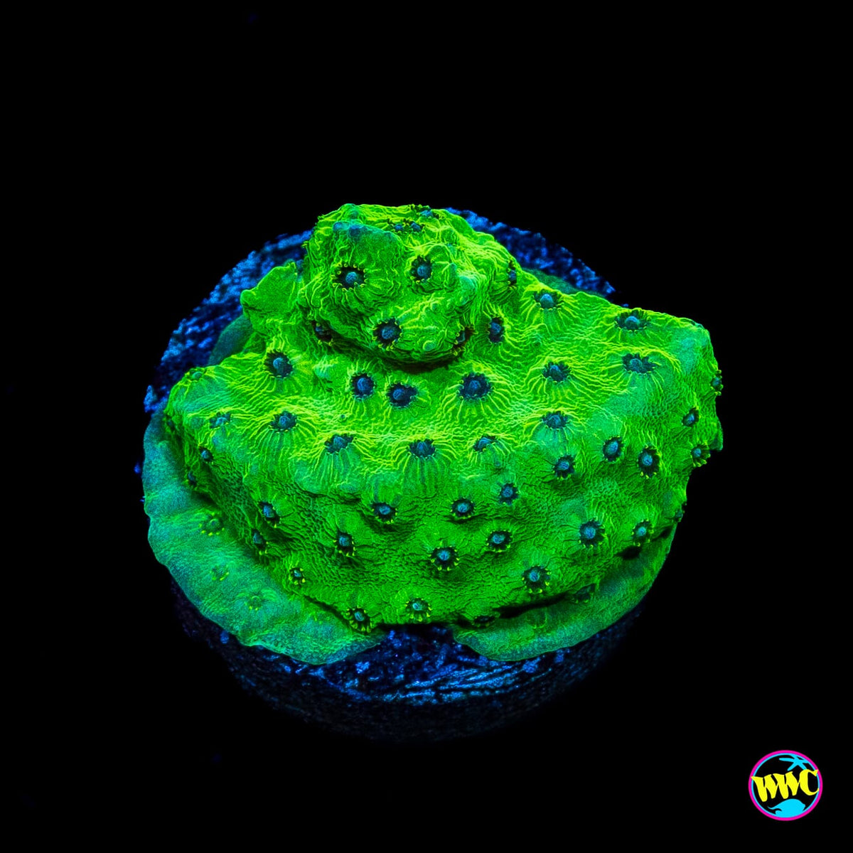 WWC Leapfrog Cyphastrea