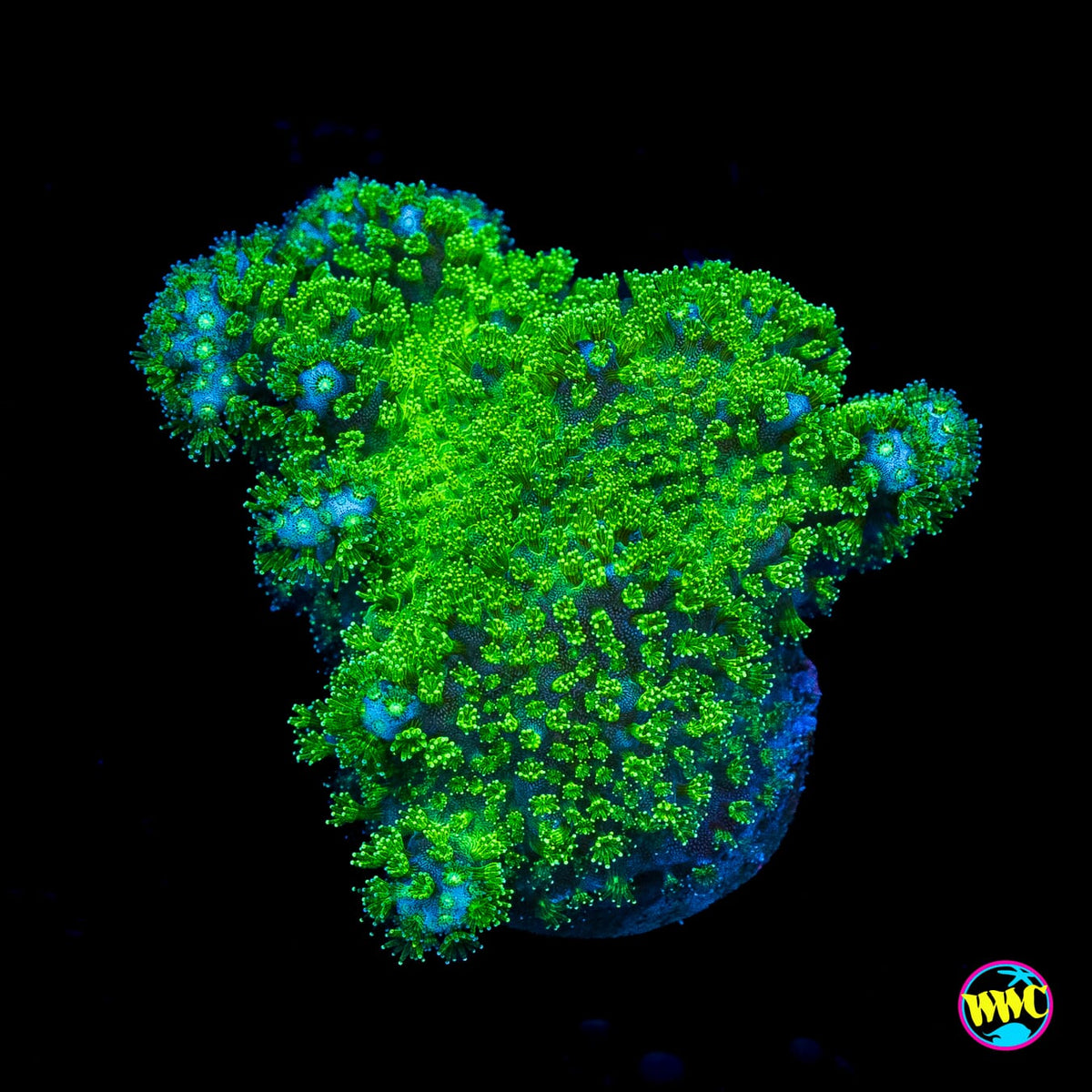 WWC Fallout Pocillopora