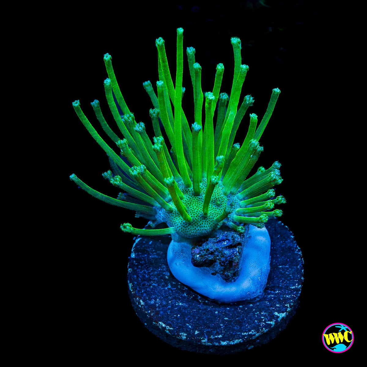 WWC Long Polyp Toadstool Leather