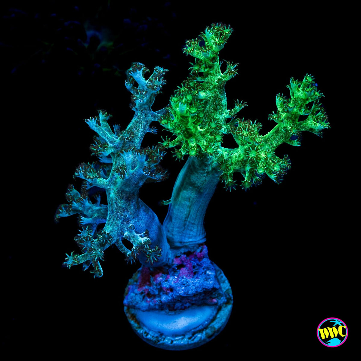 WWC Solomon Hairy and Neon Hairy Combo Leather