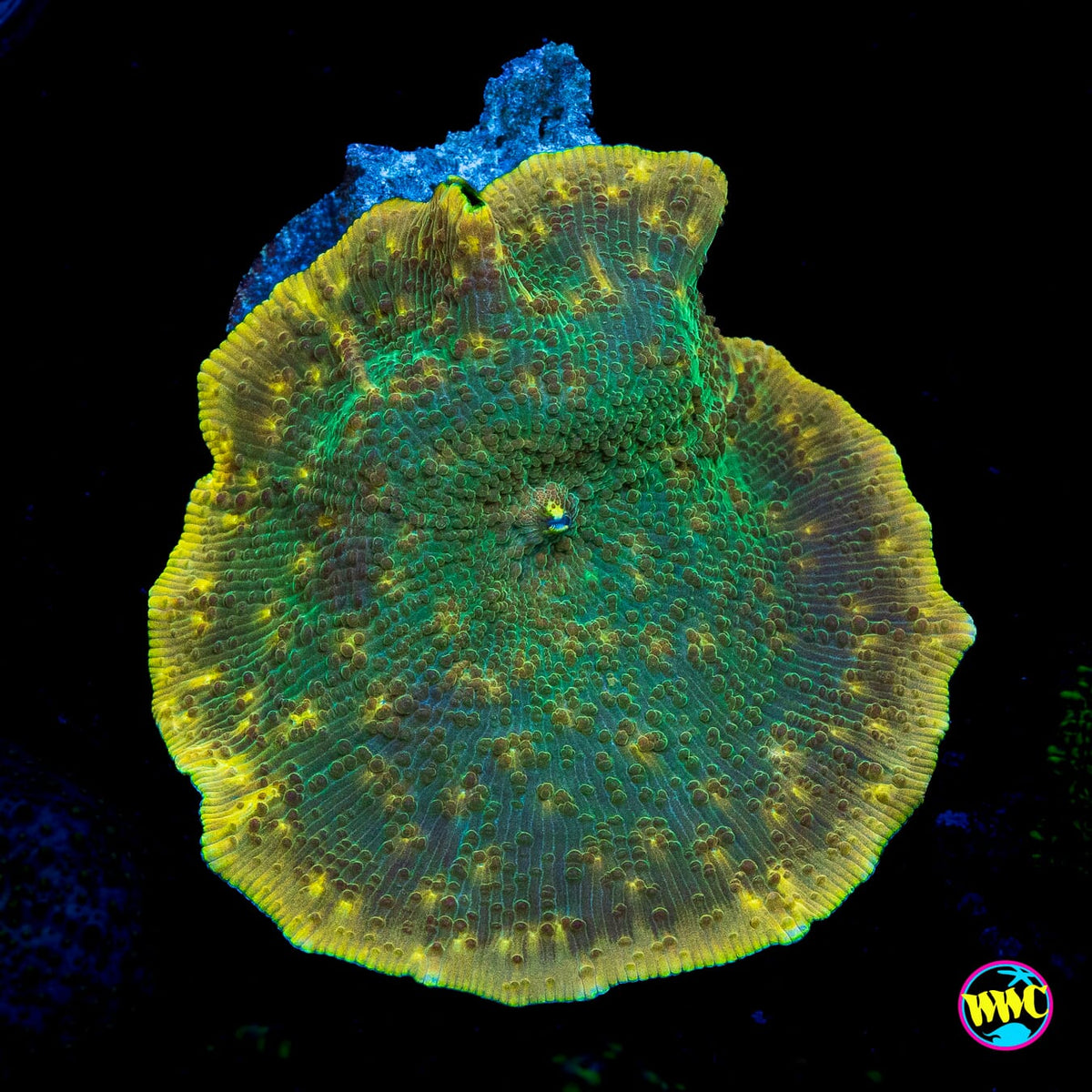 Chameleon Disco Mushroom