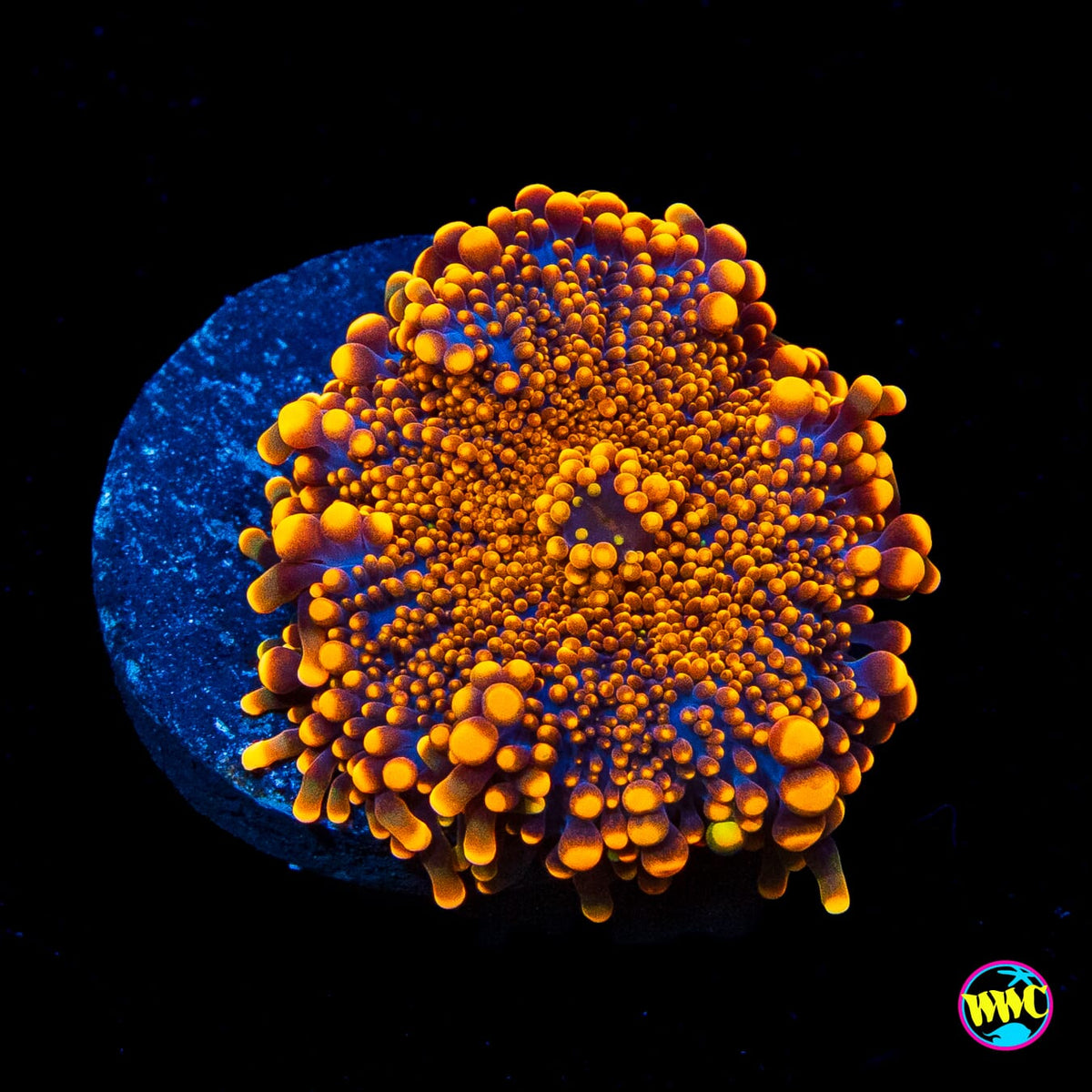 Flamethrower Yuma Mushroom