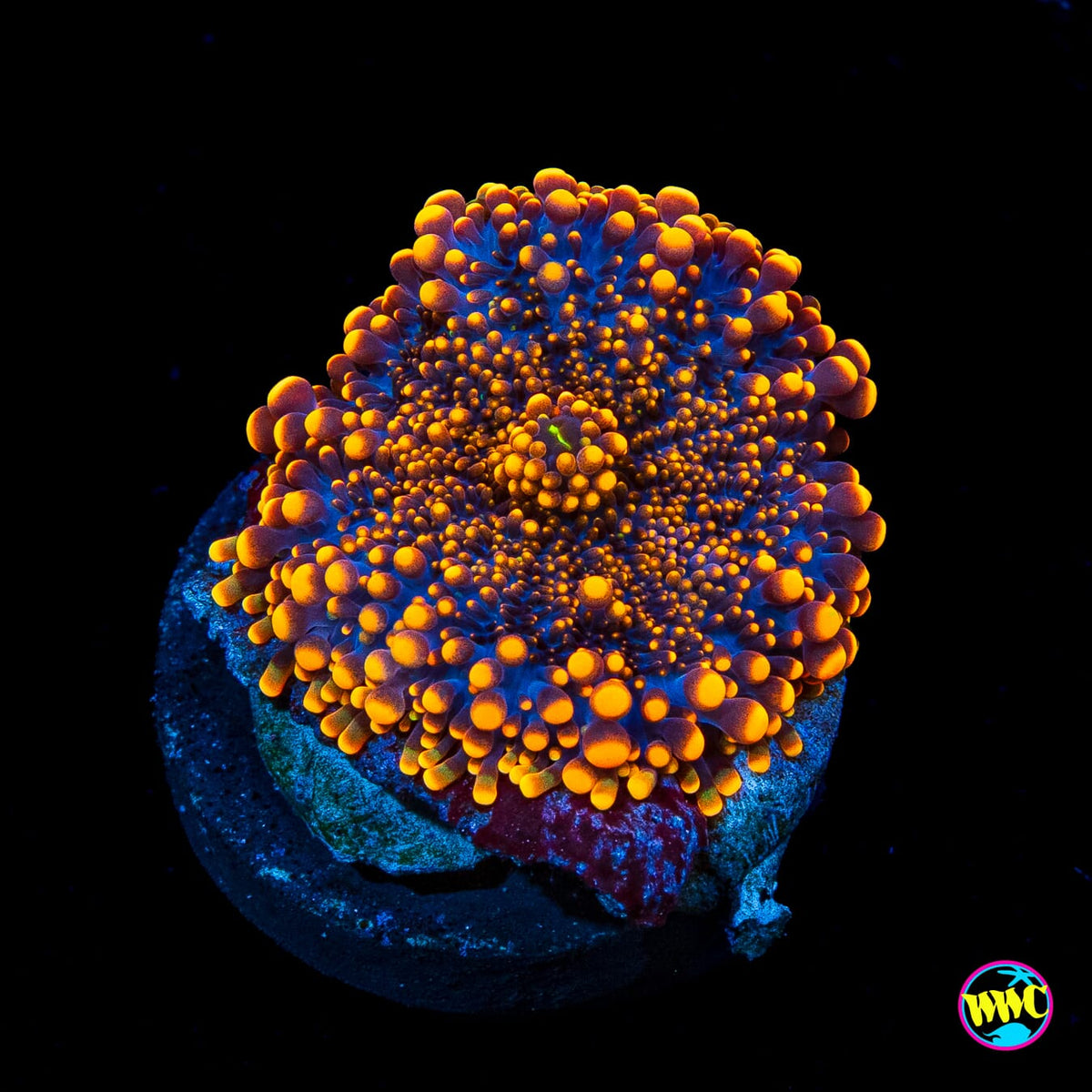 Flamethrower Yuma Mushroom