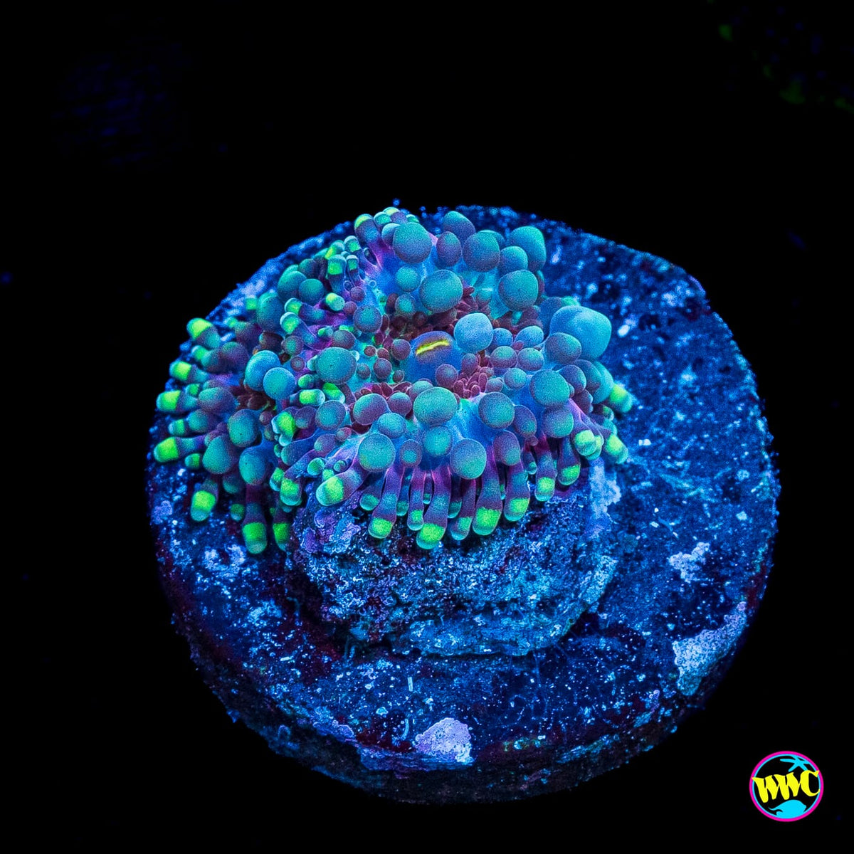 Frosted Nurple Yuma Mushroom