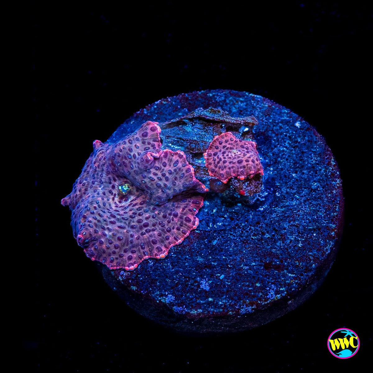 Devil Eye Disco Mushroom