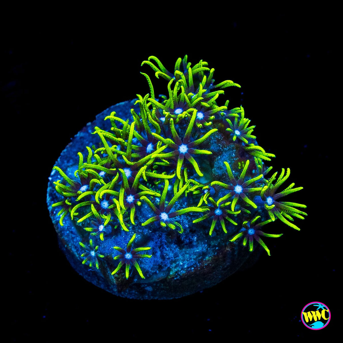 Neon Green Star Polyps