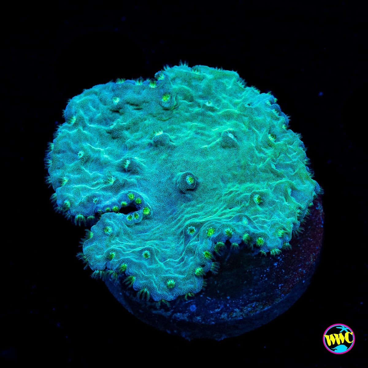 Teal Cabbage Leather