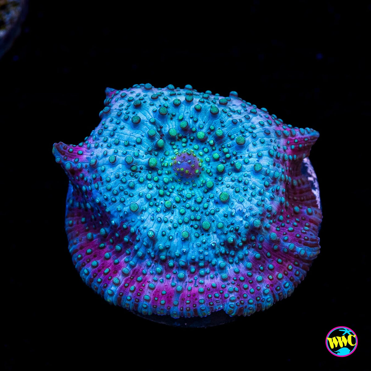 Lava Lamp Disco Mushroom