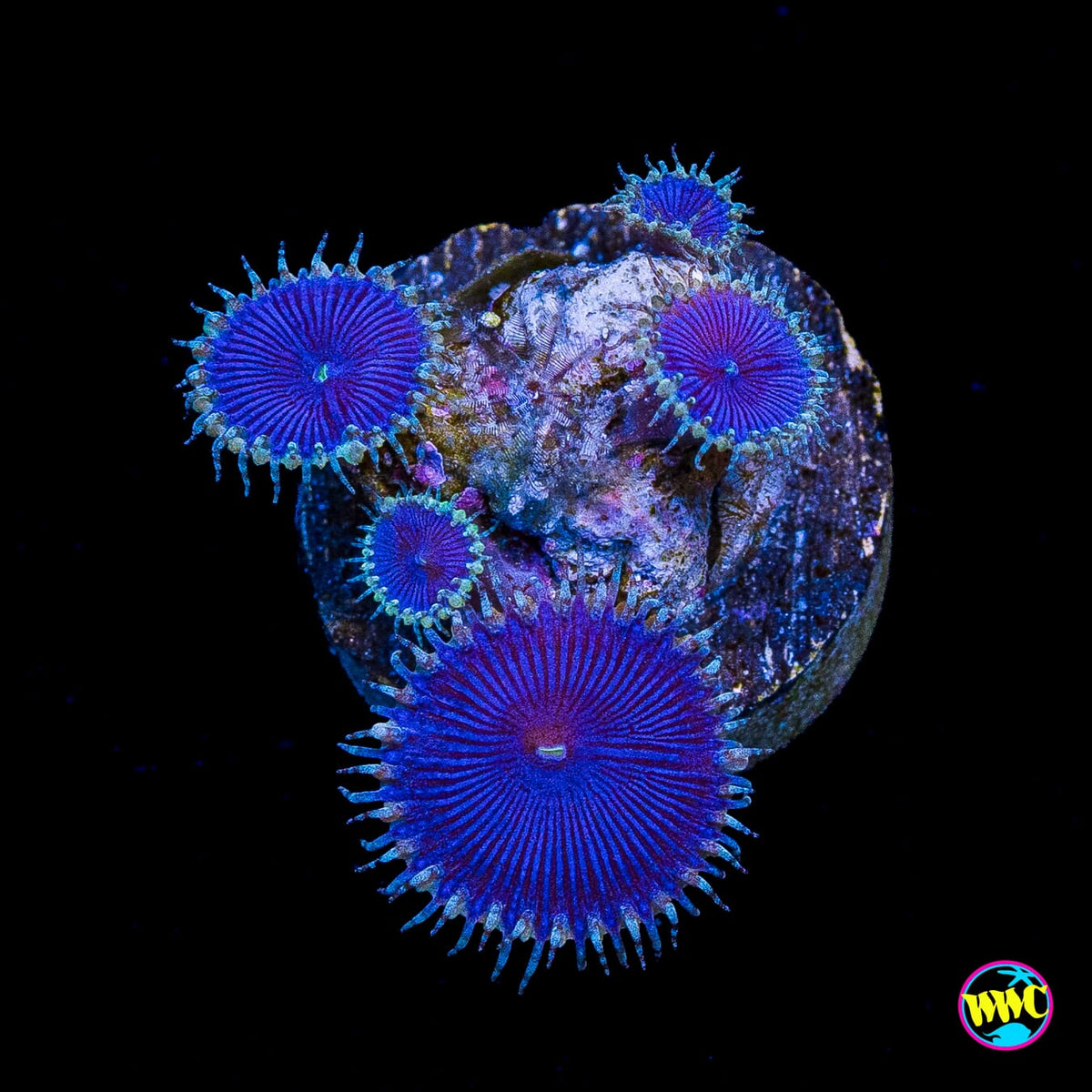 WWC Blue Death Palythoas