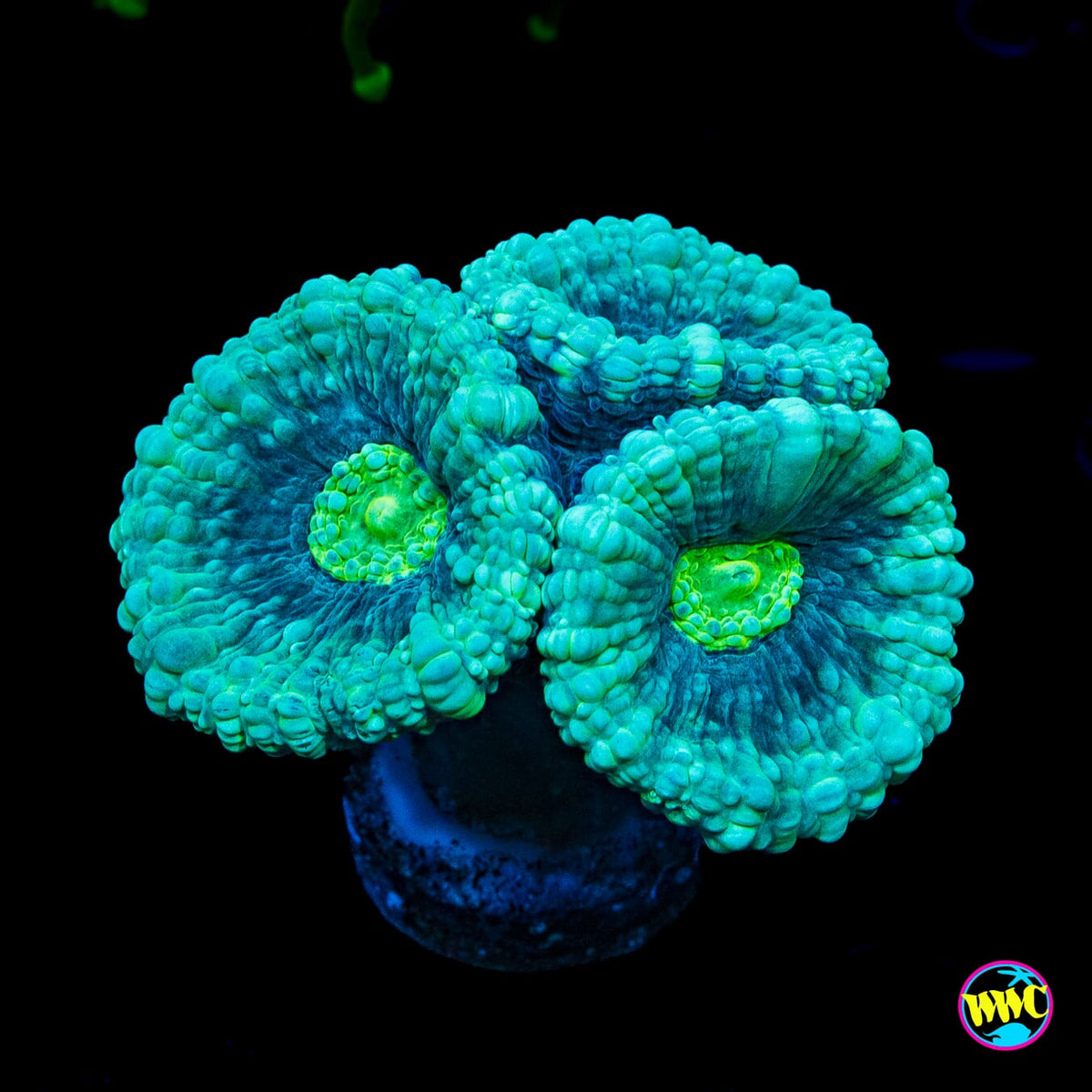 WWC Bulbasaur Candy Cane