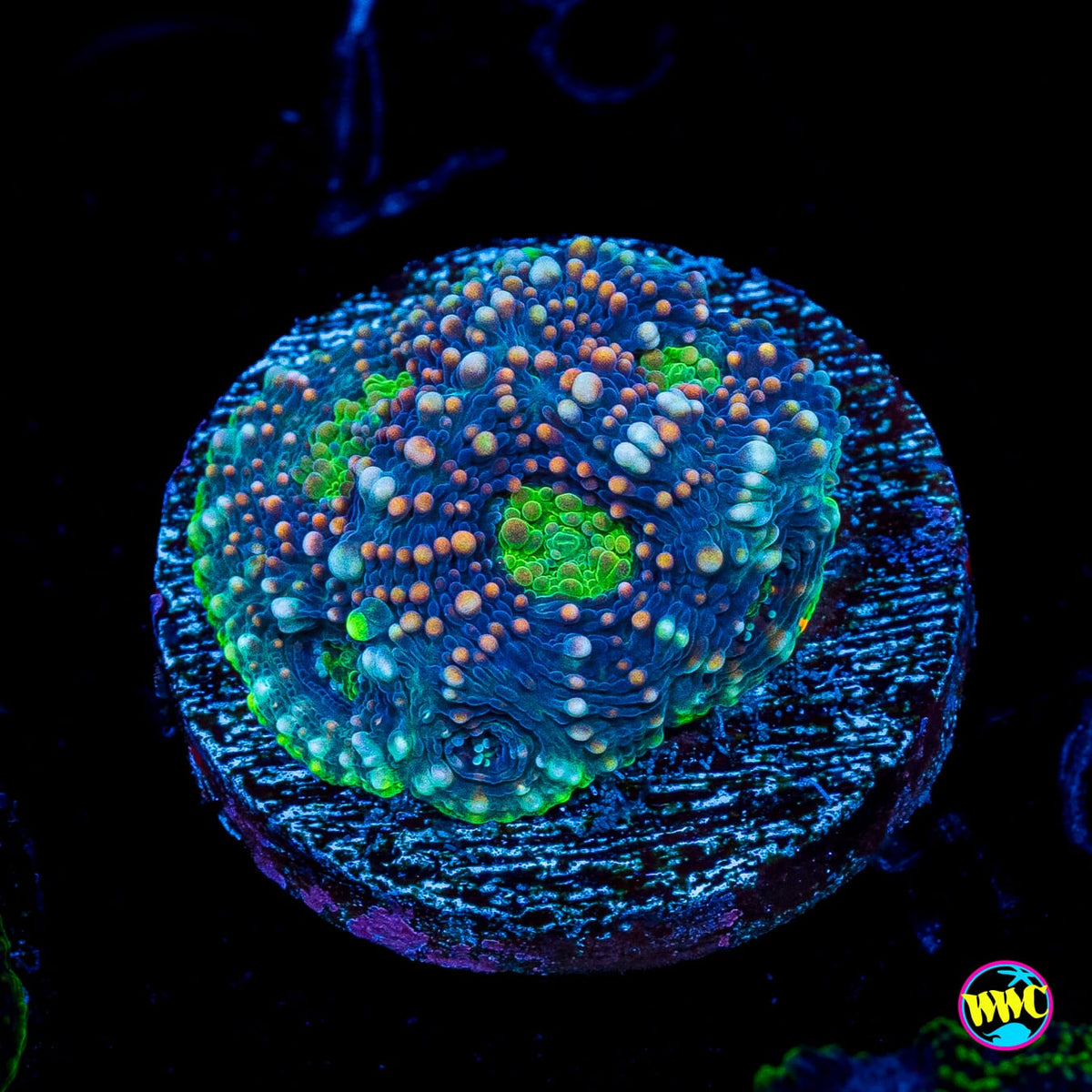 WWC Darkside Echinata