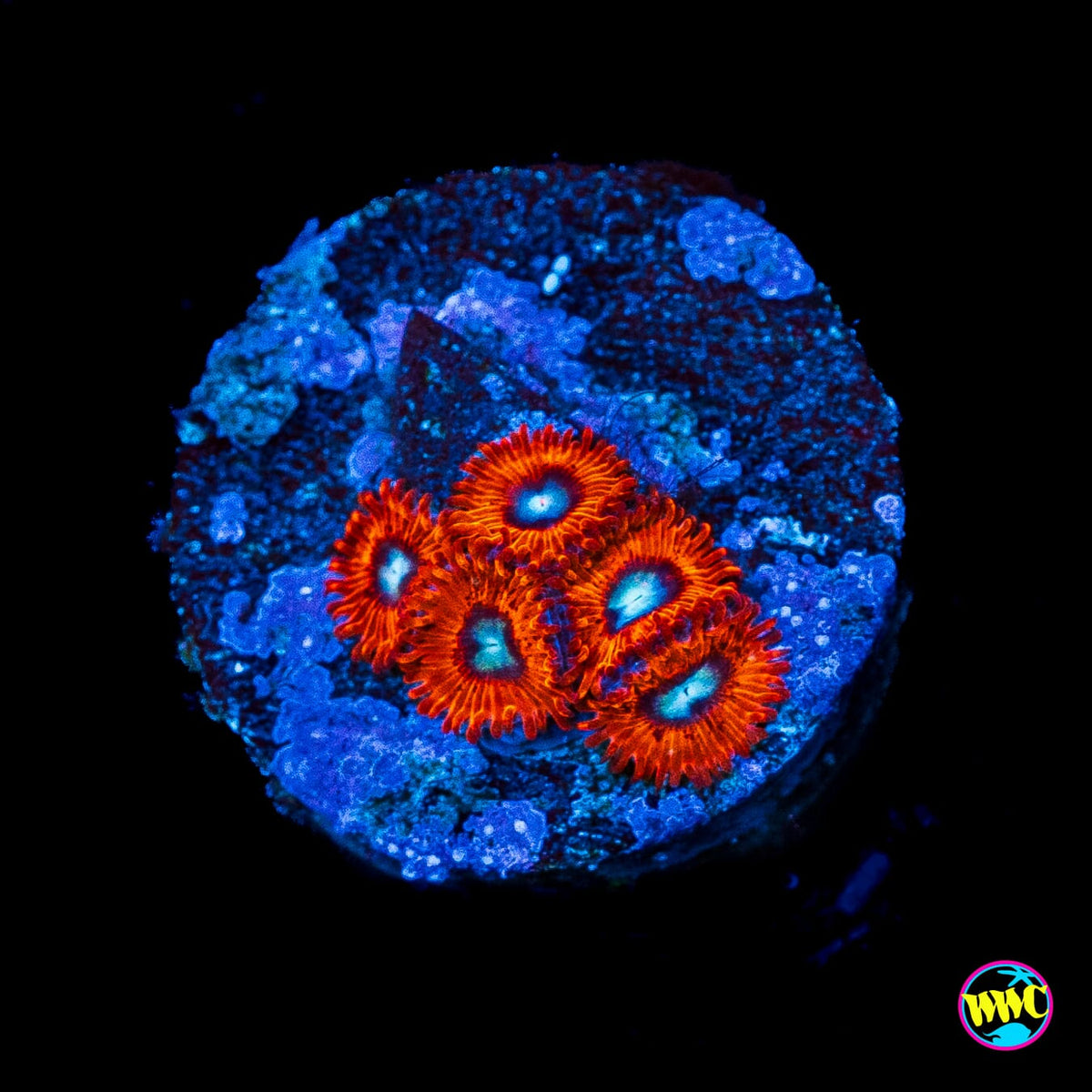 Charmanderz Zoanthids