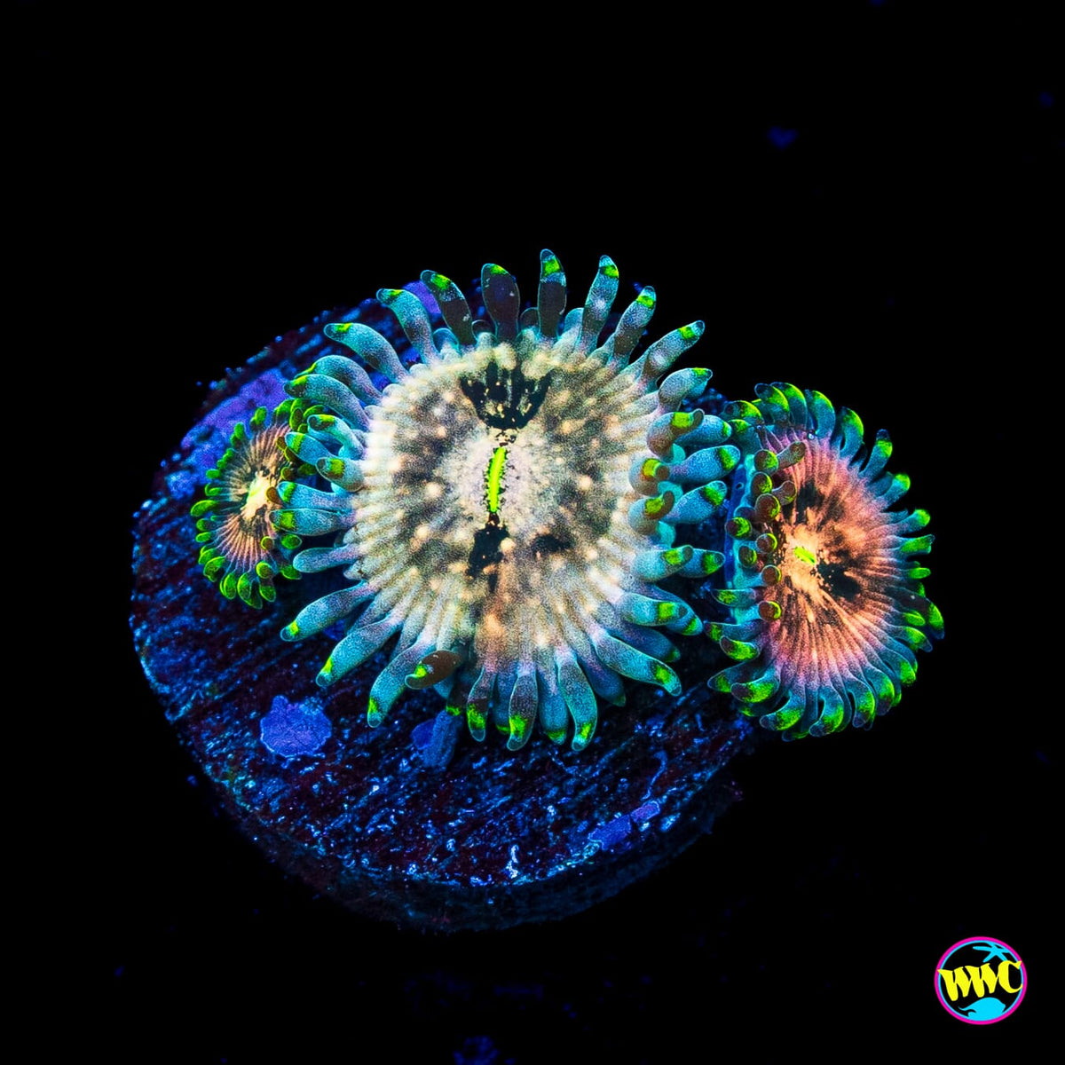 Hawaiian Ding Dang Zoanthids
