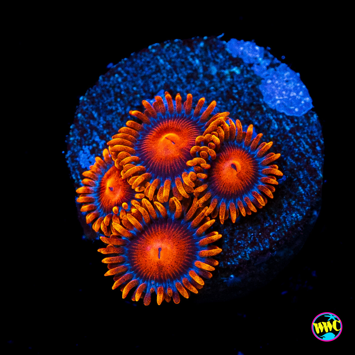 Bam Bamz Zoanthids