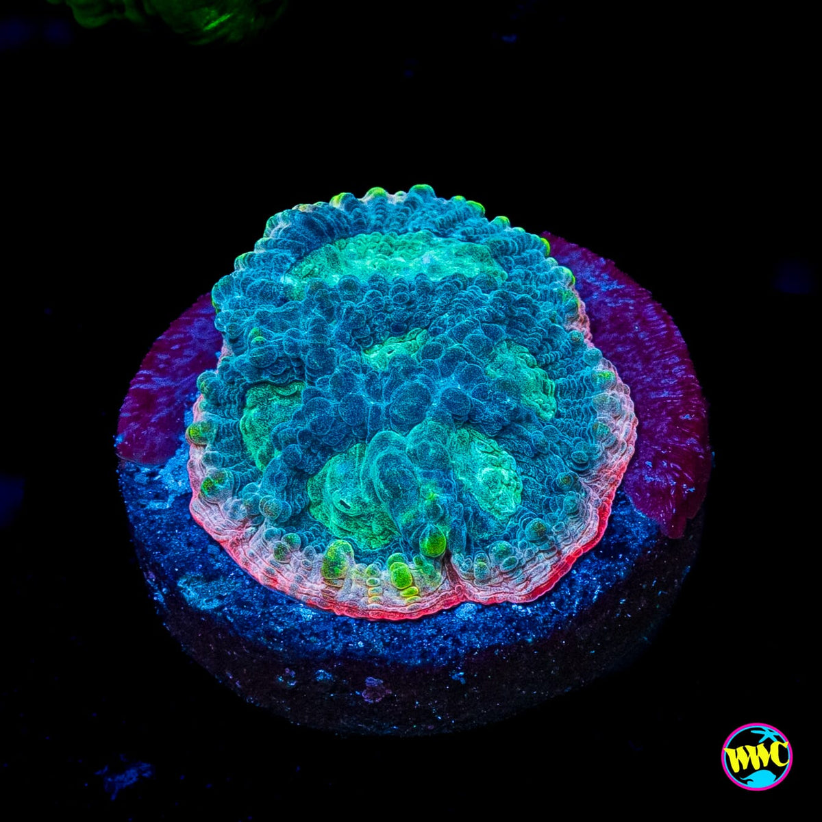Lemon Duster Favia