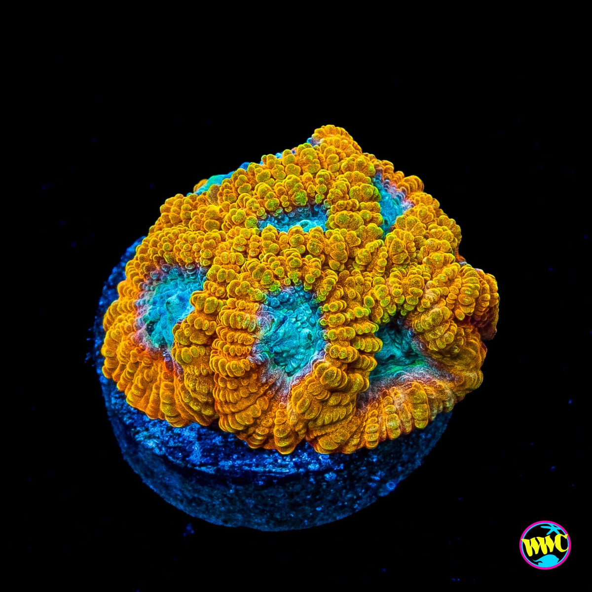 Favia of the Gods