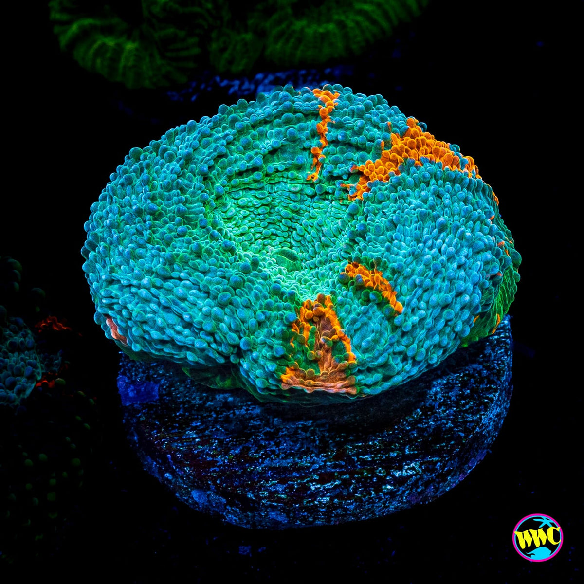 WWC Earthbound Echinata