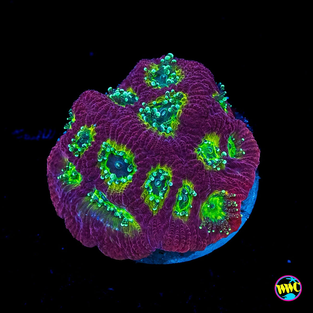 WWC Lemon Lime Favites