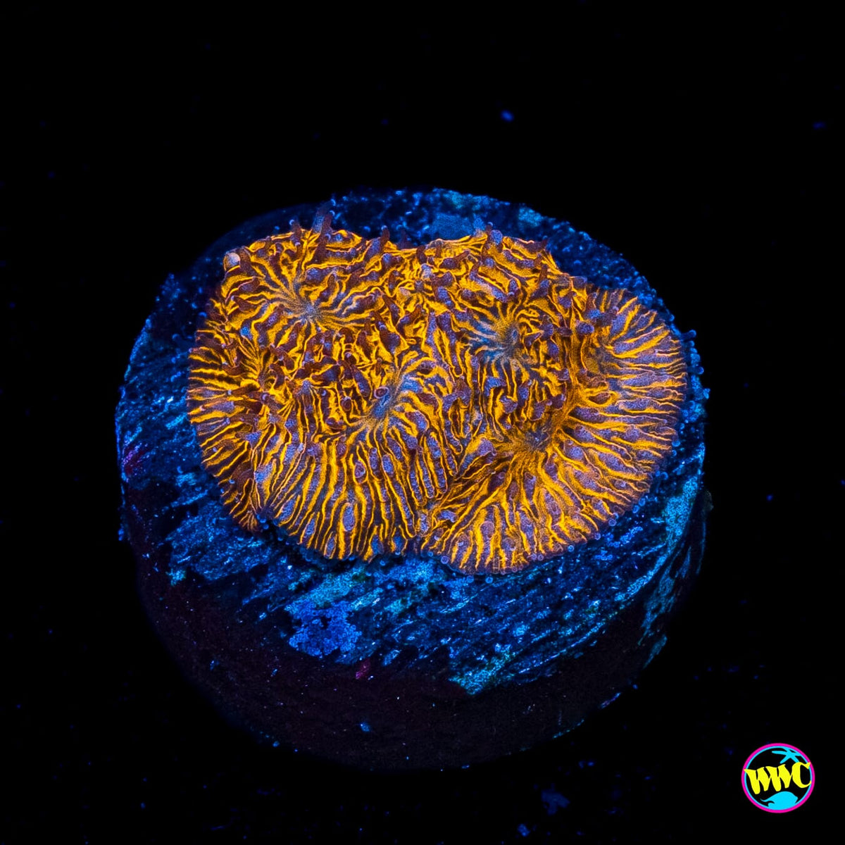 WWC 24K Lithophyllon