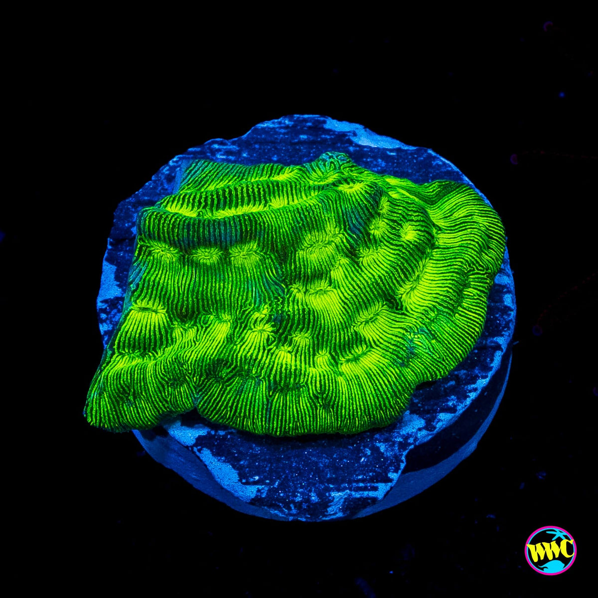 WWC Toxic Waste Leptoseris