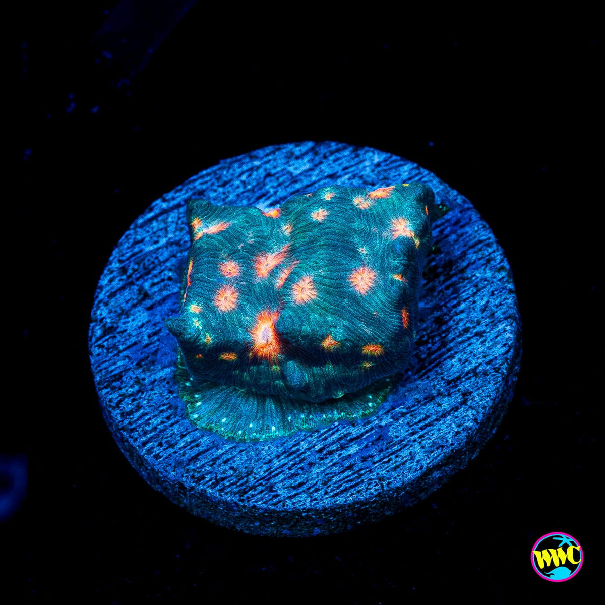 Jason Fox Lava Flow Leptoseris