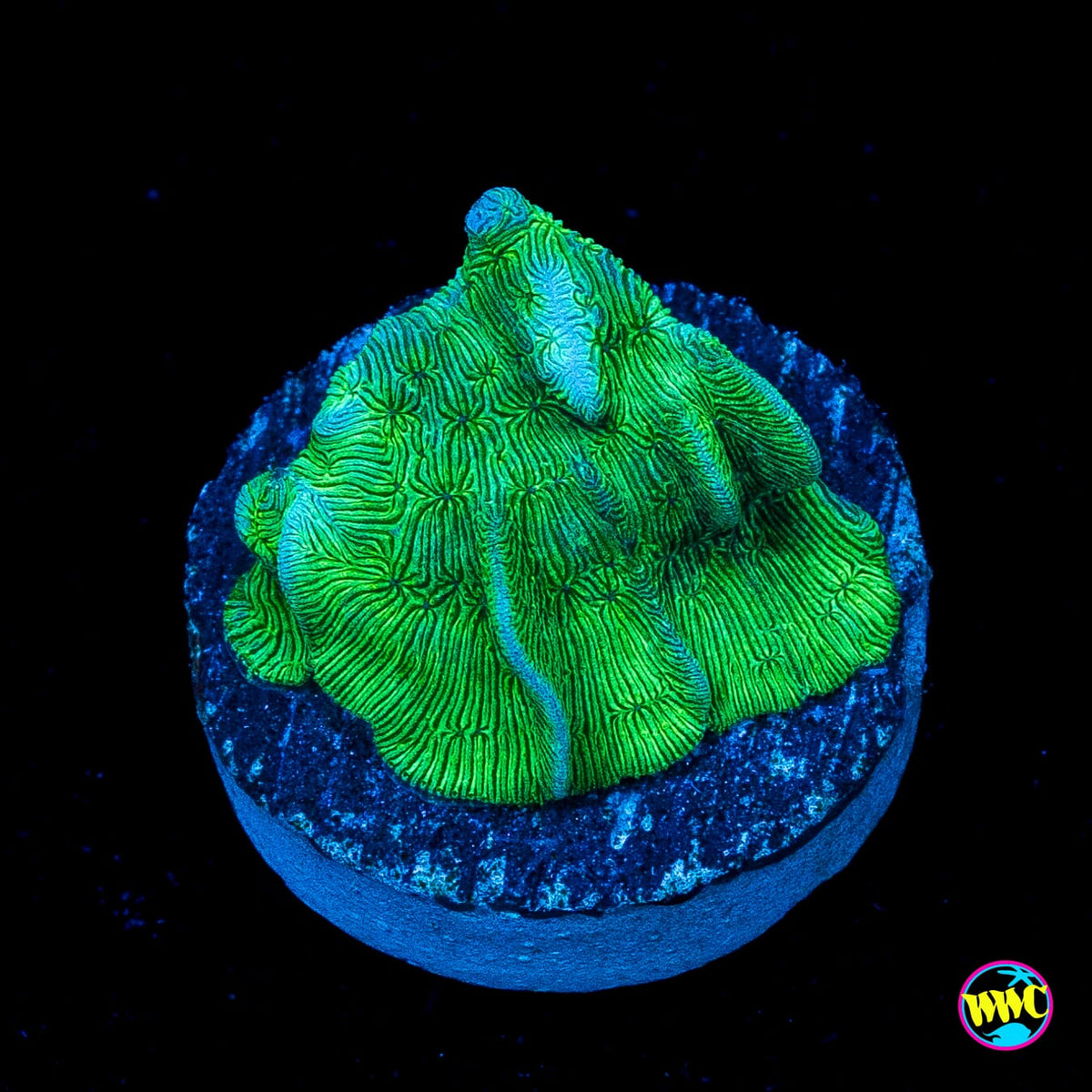 WWC Cactus Pavona